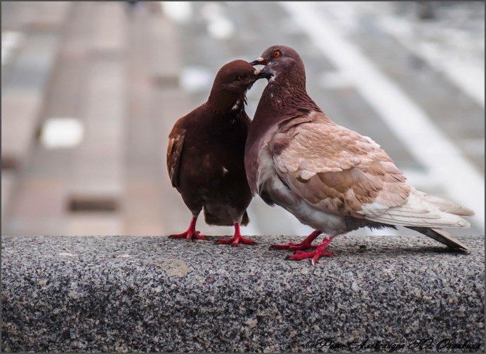 Голуби статные ростовские