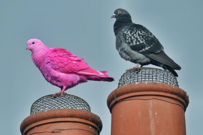 Реюньонский розовый голубь