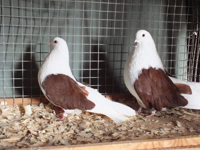 Рыжий голубь