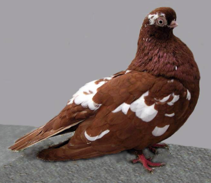 Реюньонский розовый голубь