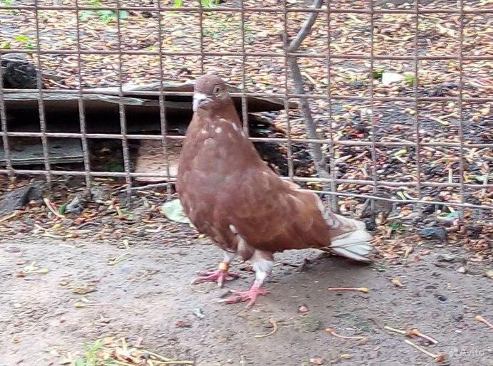 Пермские высоколётные голуби