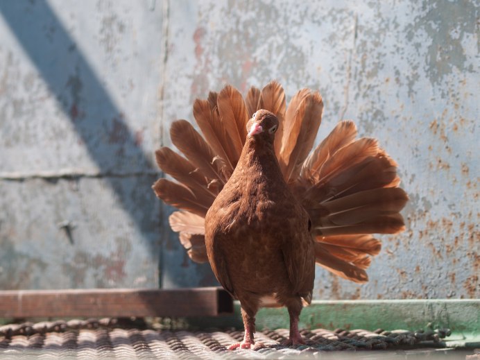 Голуби Модены