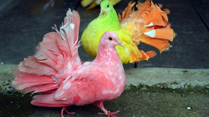 Породы голубей дутыши