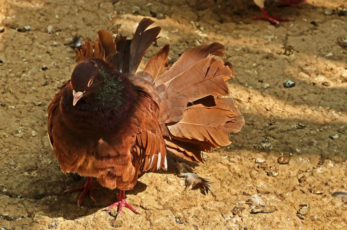 Голуби Бакинские белоголовые