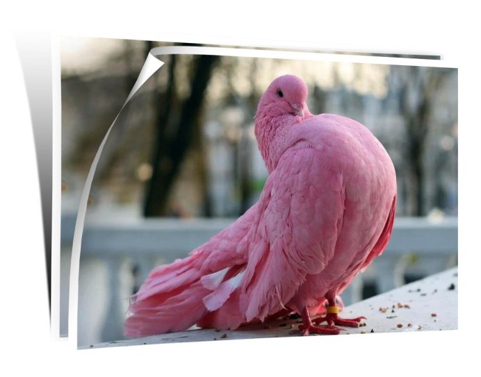 Голуби Архангельские Снегири