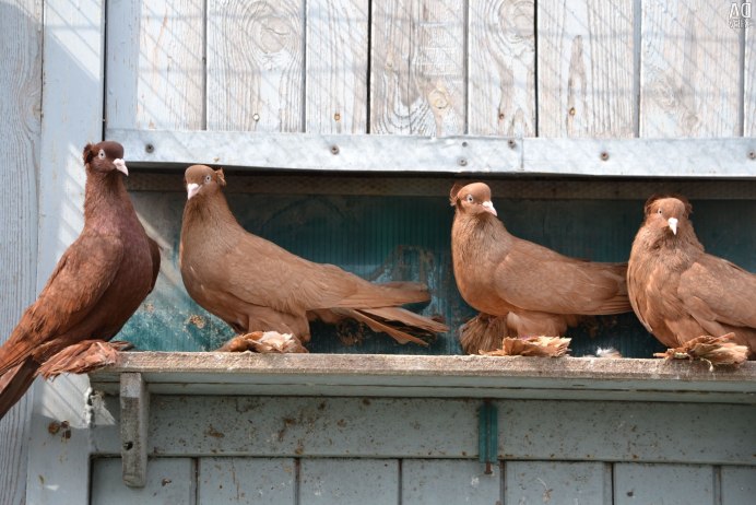 Розовый голубь (nesoenas Mayeri)