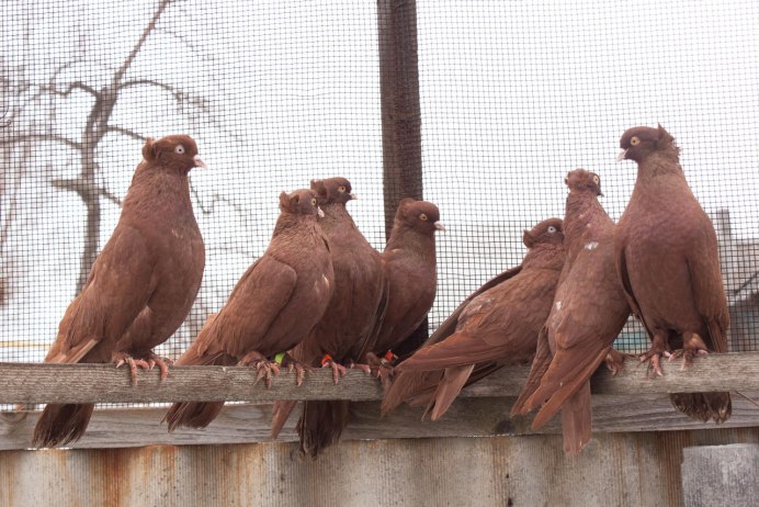 Розовый голубь Маврикий