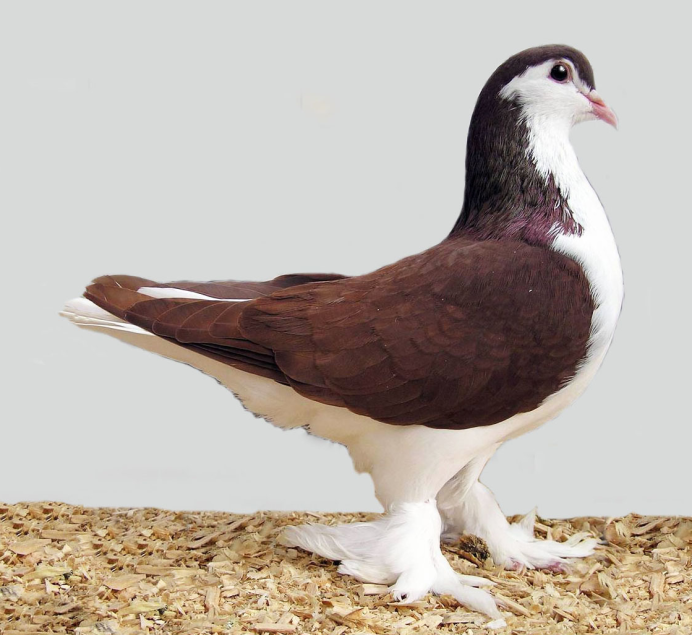 Очень красивый голубь