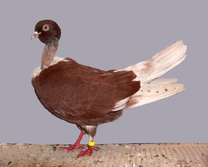 Бойные голуби Чили