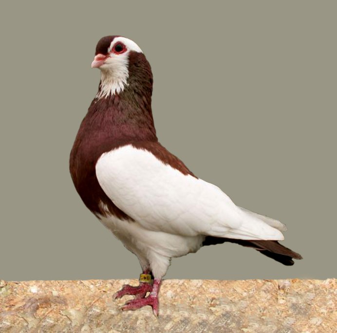 Голубь бело рыжий