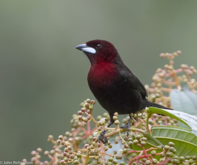 Phylidonyris novaehollandiae