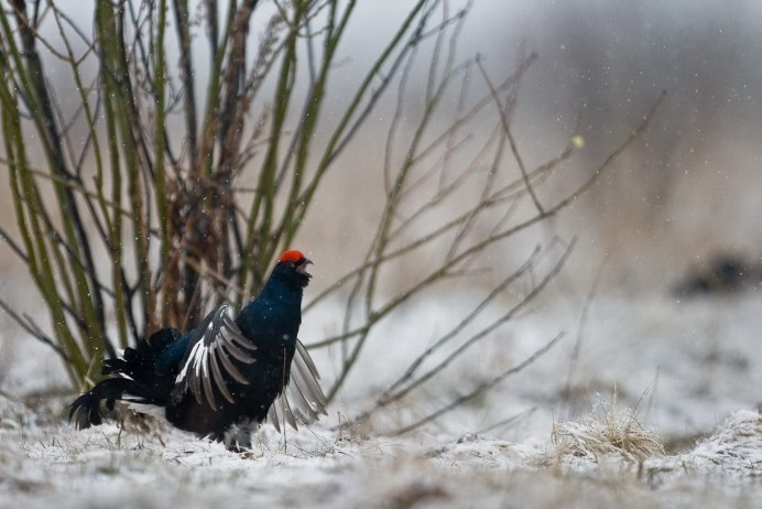 Комплект чучел тетерев NRA FUD Black Grouse (тетерев)