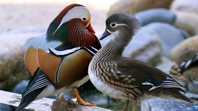 Самка утки мандаринки