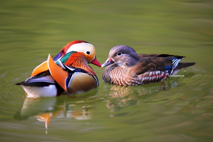 Ширококрылый Колибри