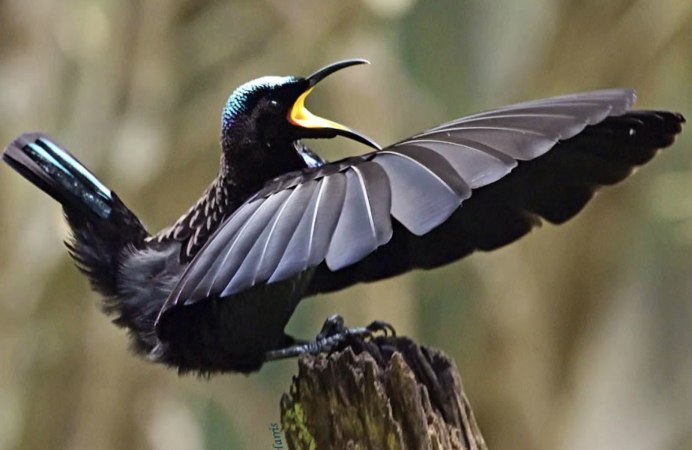 Попугайный Кардинал