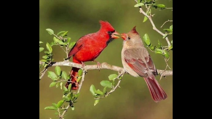 Горлица самец и самка