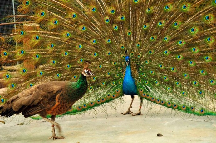 Самец утки мандаринки