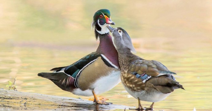 Утка Мандаринка самка