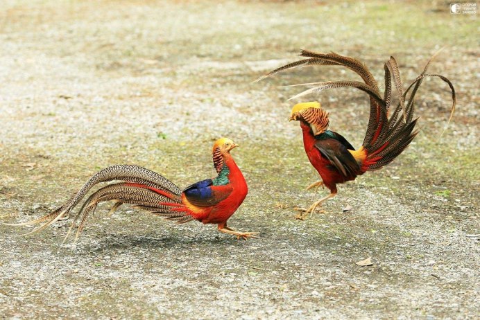 Утка Каролинка самка