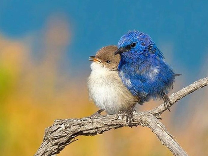 Колибри самка и самец