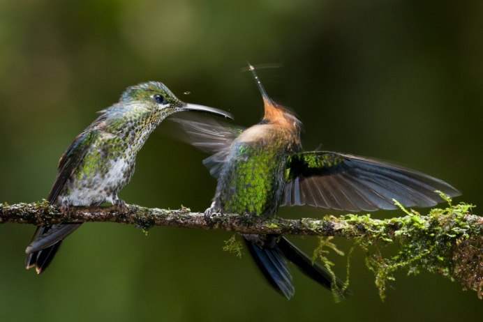 Птица утка Мандаринка