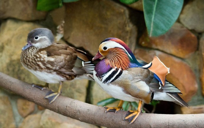 Утка Мандаринка самец и самка