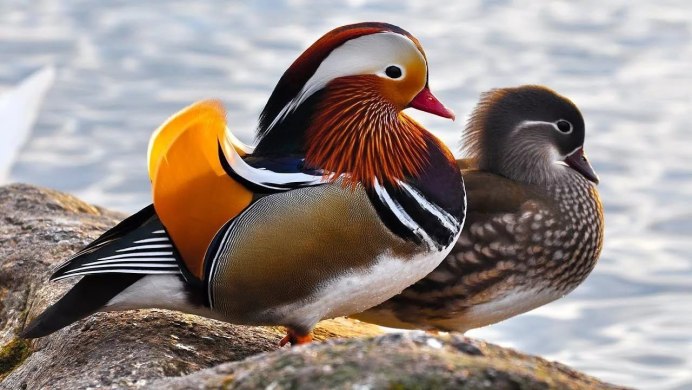 Золотой фазан самка