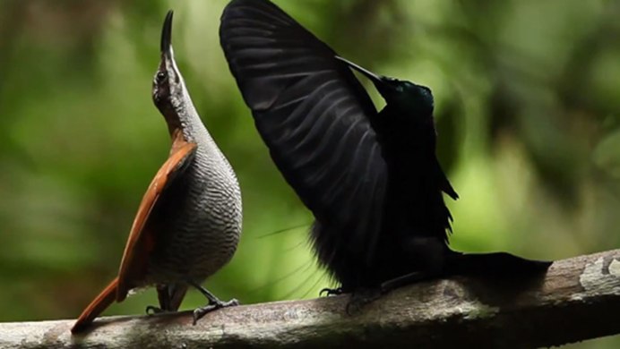 Шалфейный тетерев