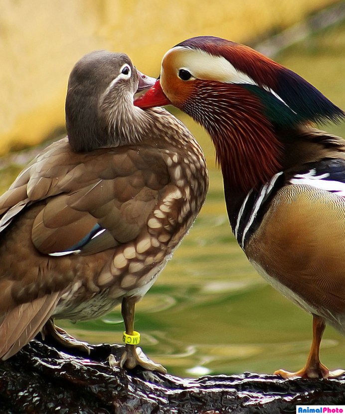 Калифорнийская хохлатая Перепелка