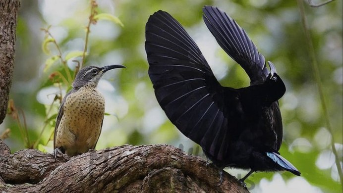 Фламинго самка