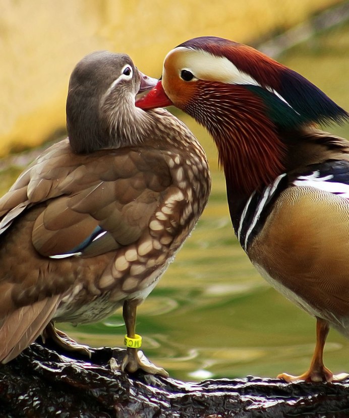 Реггианова Райская птица