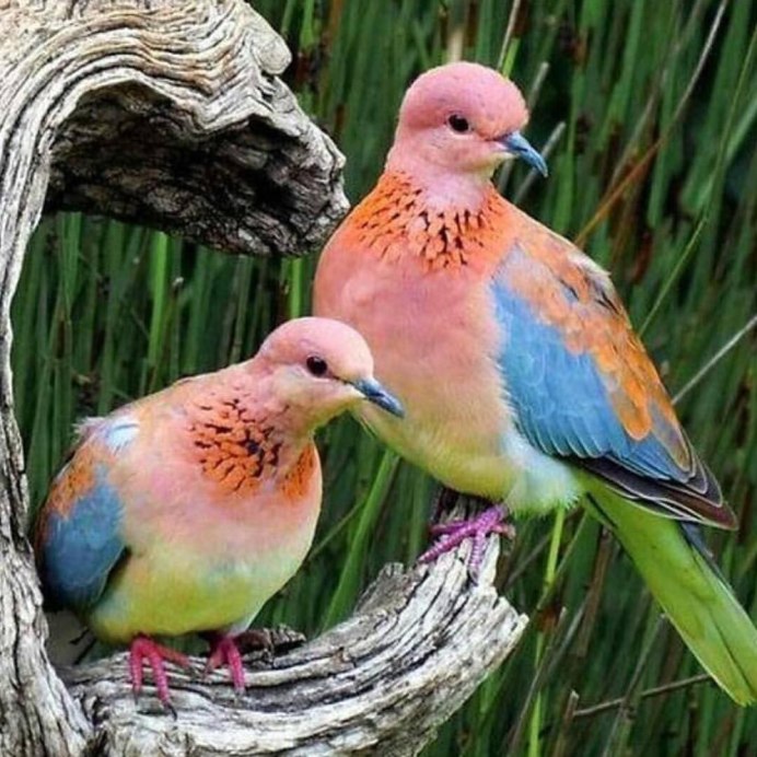 Щитоносная Райская птица