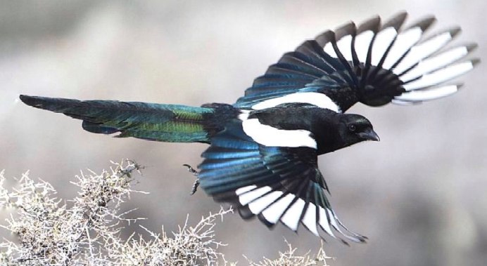 Виргинский красный Кардинал