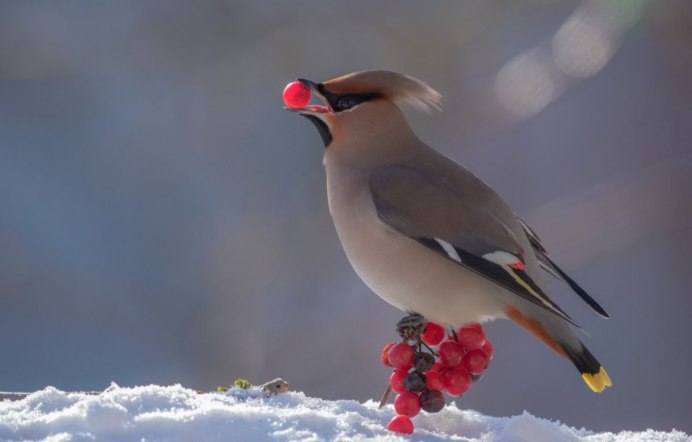Американский свиристель
