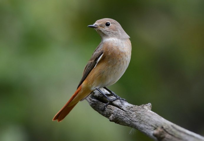 Обыкновенная горихвостка (Phoenicurus Phoenicurus)