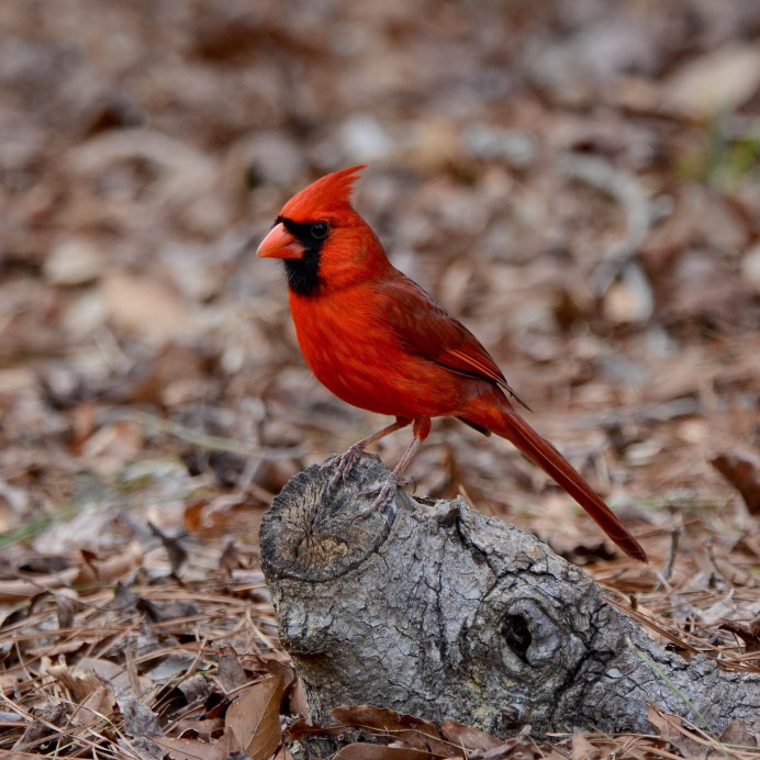 Icterus cucullatus)