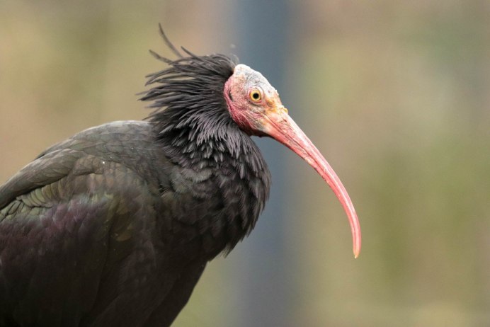 Bucorvus abyssinicus