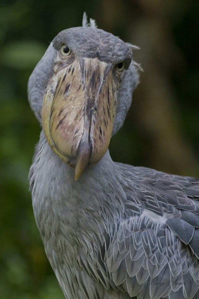 Puffin Тукан