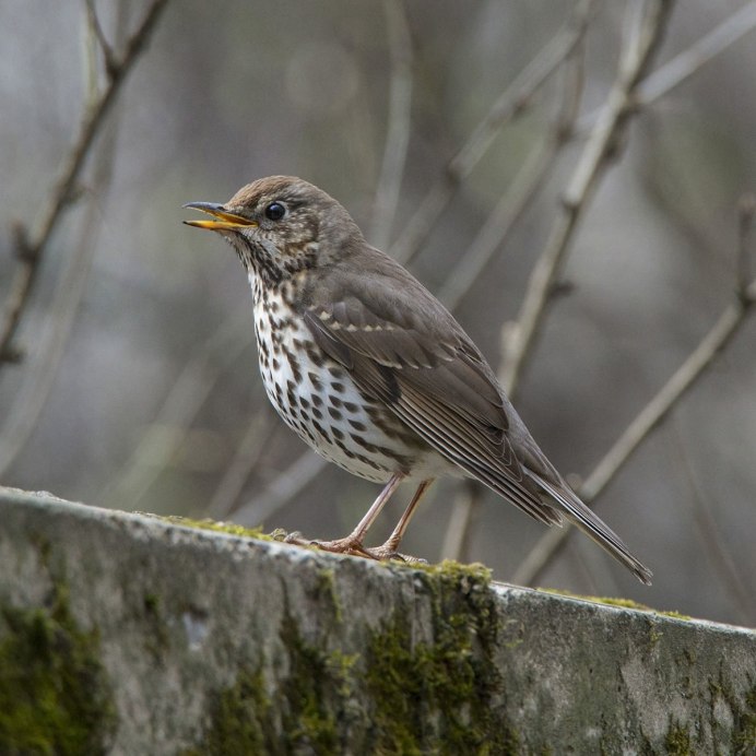 Птица Yellow Rumped Warbler