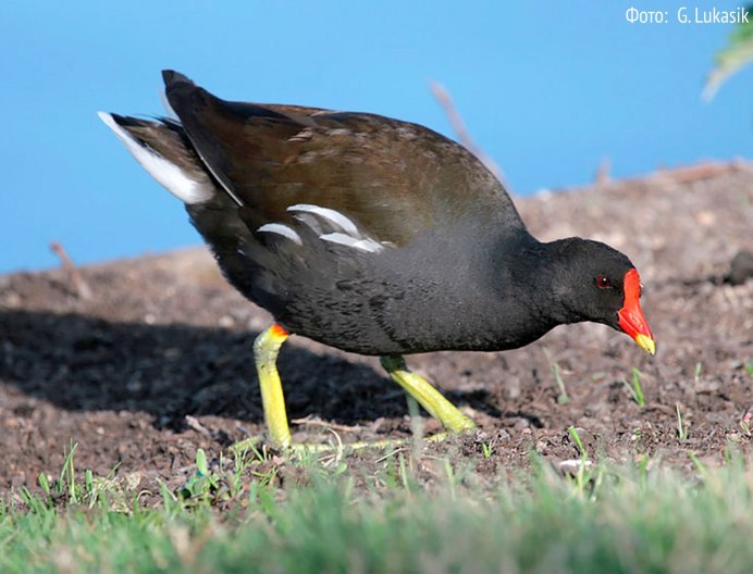 Красноклювый Кардинал