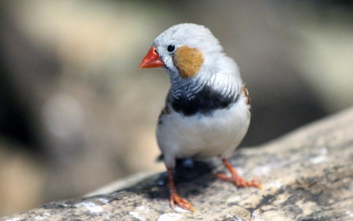 Амадины белые с красным клювом