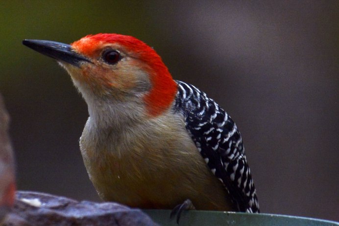 Краснобаш утка