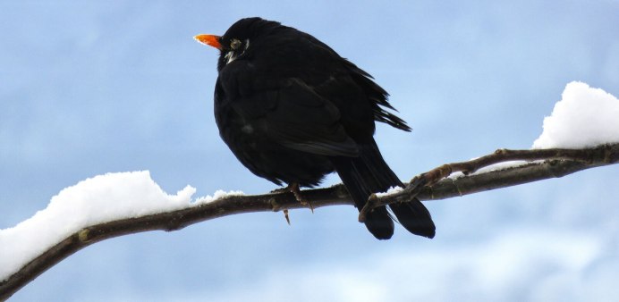 What Birds eat in Winter