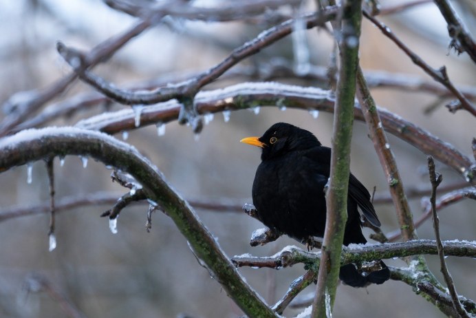 Дрозд чёрный (turdus Merula)