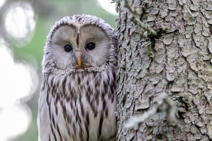 Eastern Screech Owl