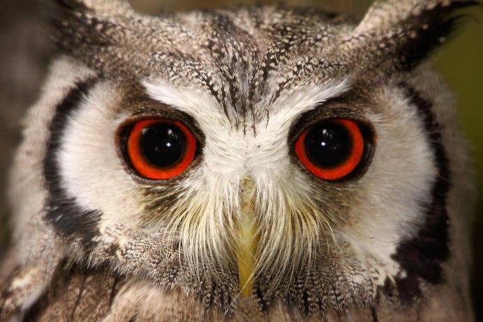 Сова Hibou