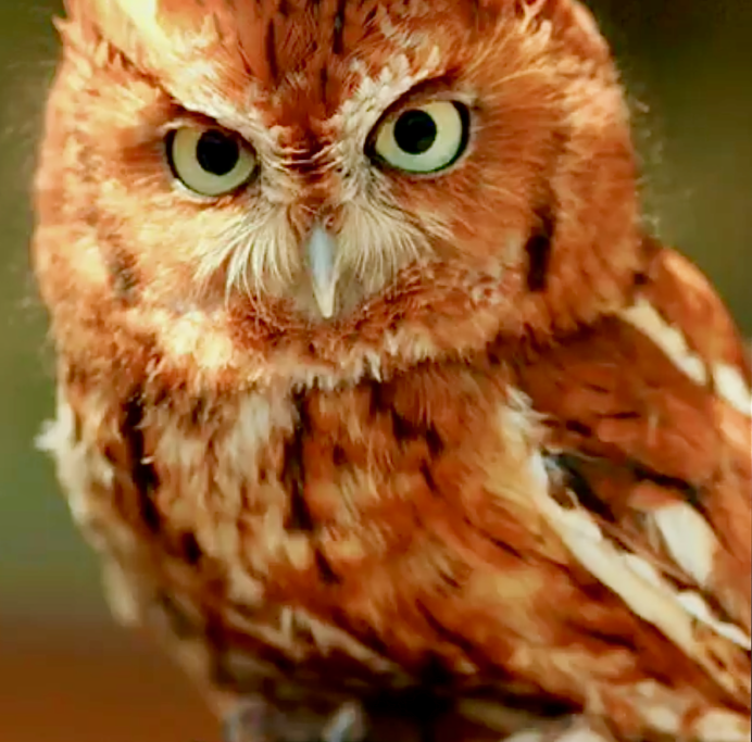 Обыкновенный Фи́лин ( Bubo Bubo)