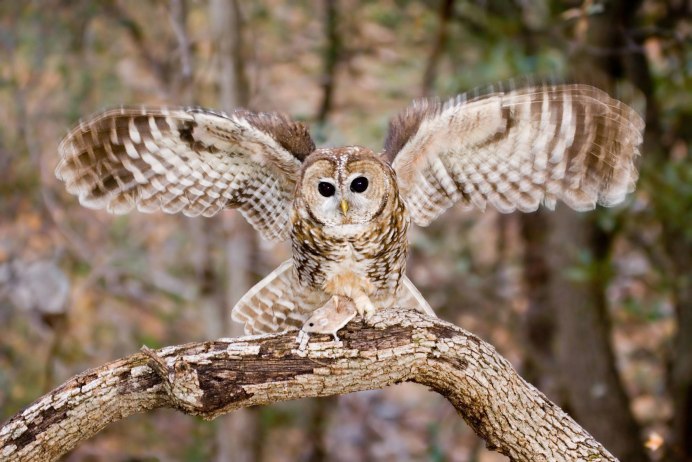 Филин обыкновенный (Bubo Bubo)
