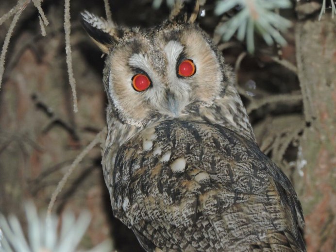Длиннохвостая неясыть (Strix uralensis)