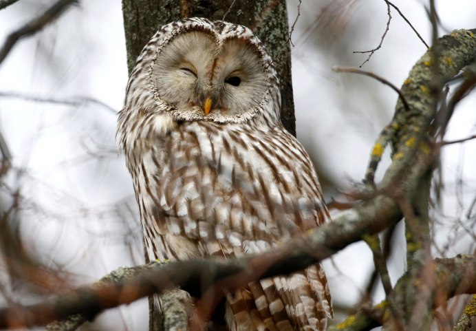 Филин (Bubo Bubo Linnaeus, 1758)